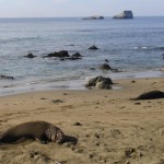 Elephant Seal Rookery in San Simeon California