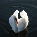 Mute Swan drying it's feathers in Norfolk England Mute Swan drying it's feathers in Norfolk, UK