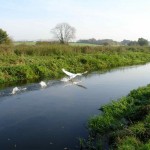 Swan in Flight from a river on a sunny day
