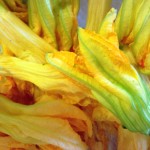 Stuffed Zuchinni Blossom Ingredient